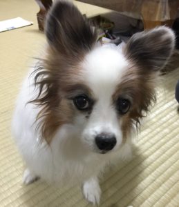パピ