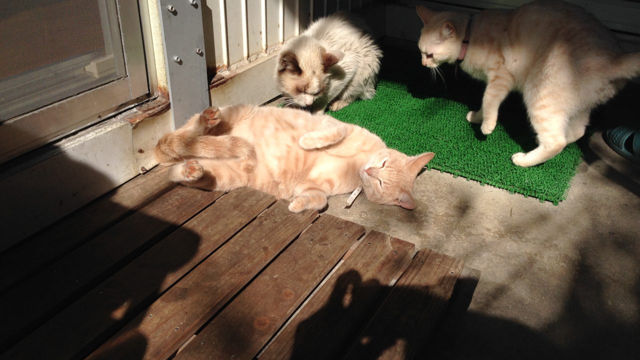 横になる猫