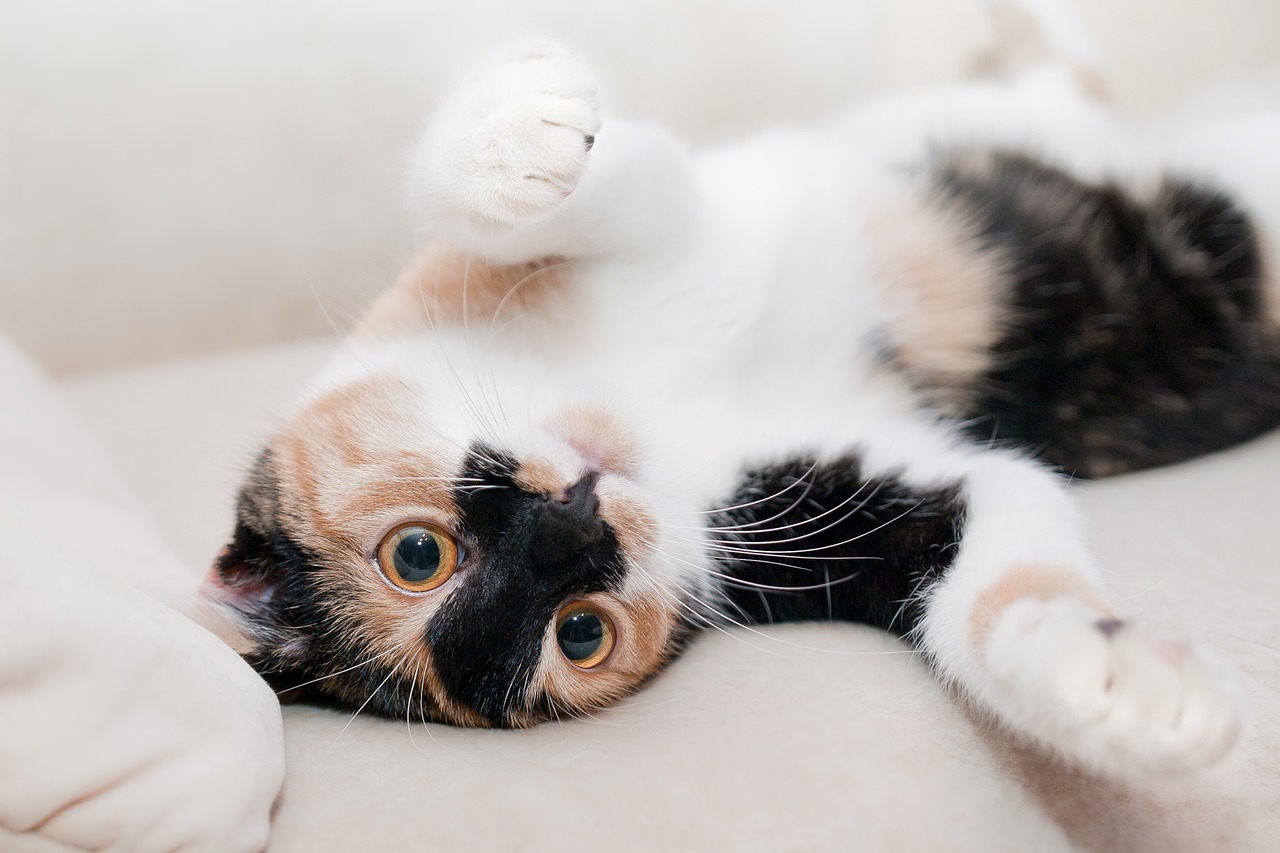 力の抜けた猫