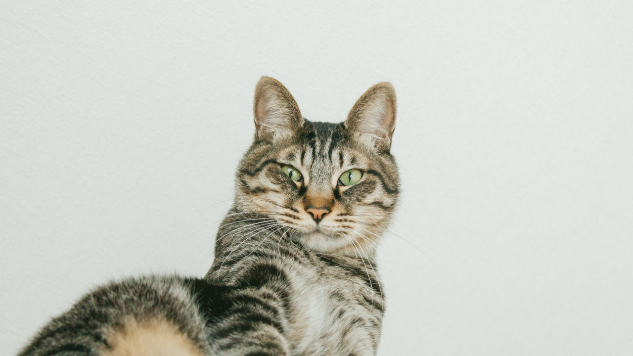 逃げる猫