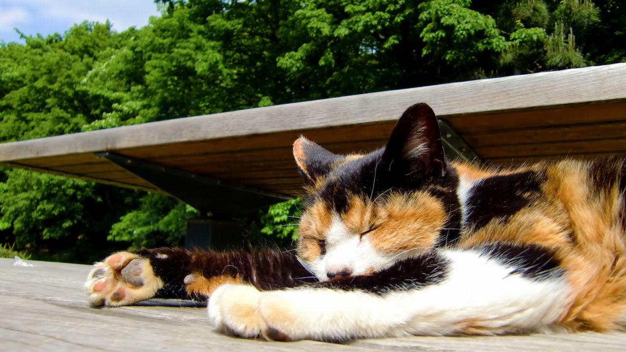 日向ぼっこ猫