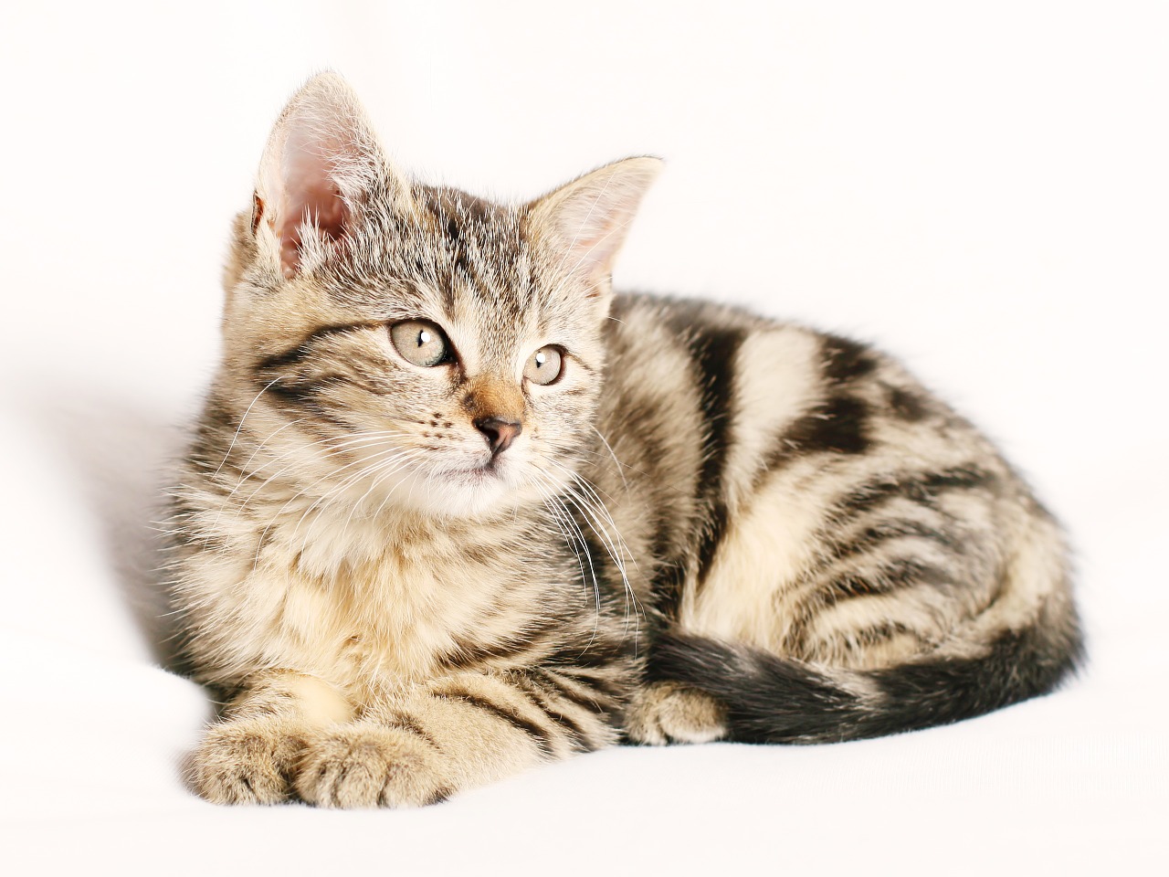 子猫