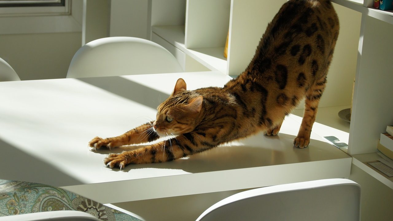 背伸びしている猫
