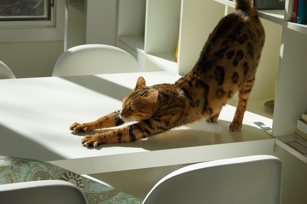 ストレッチ猫