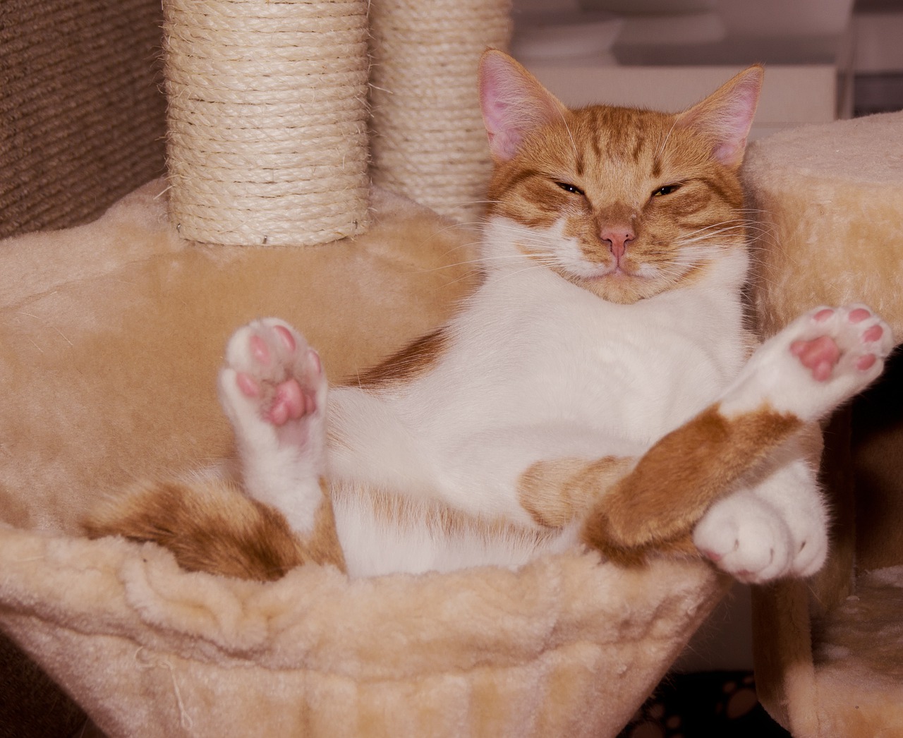 寝ている猫