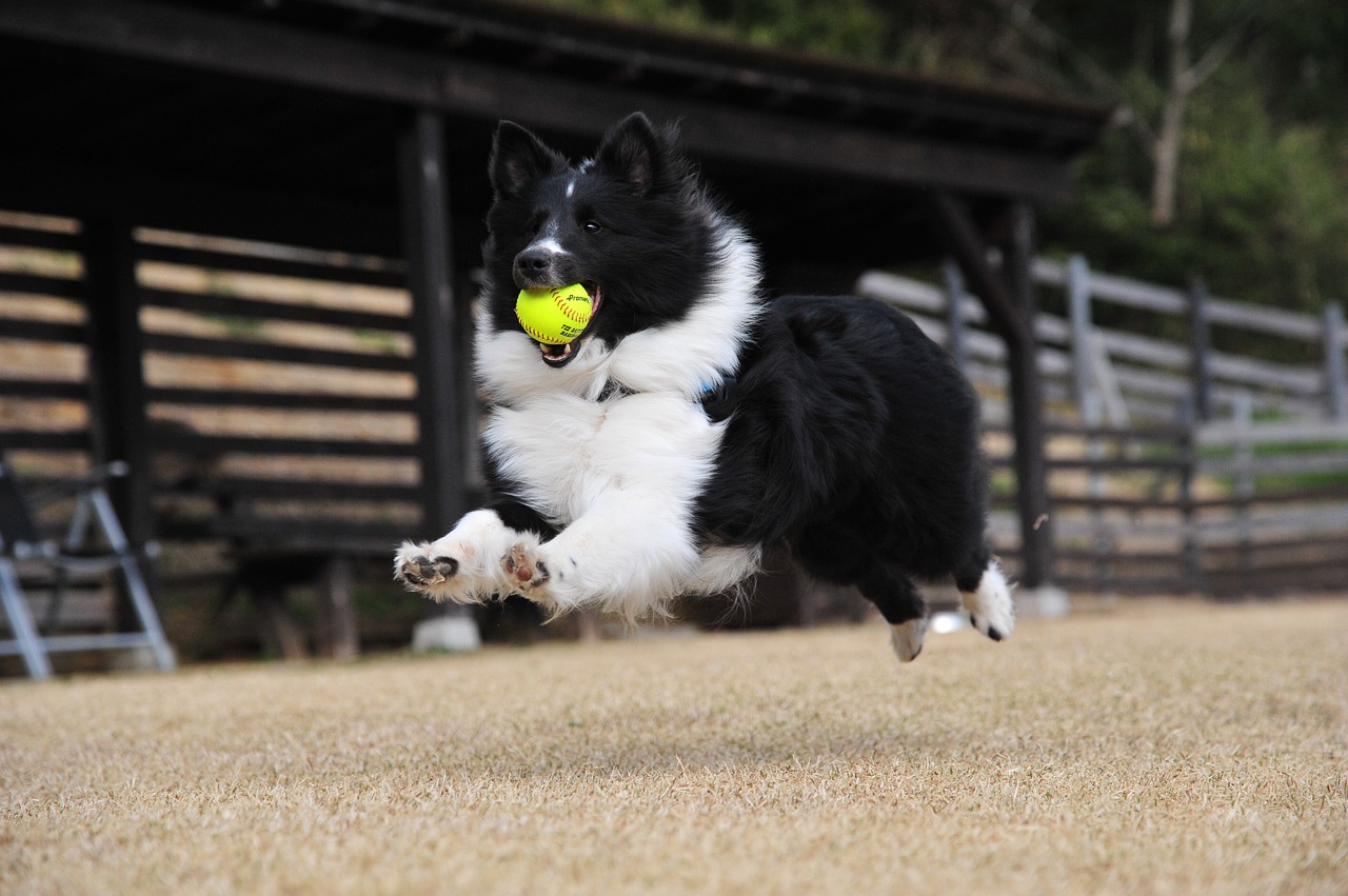物をくわえる犬