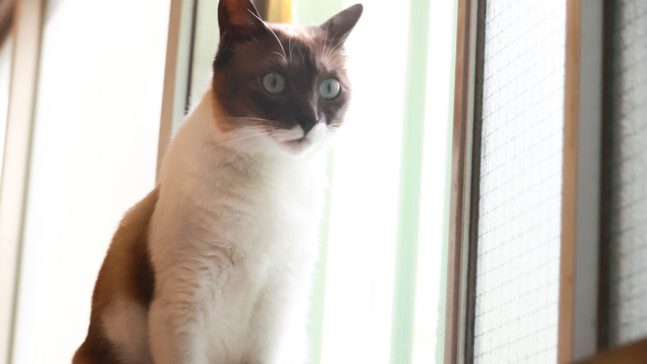 びっくりする猫