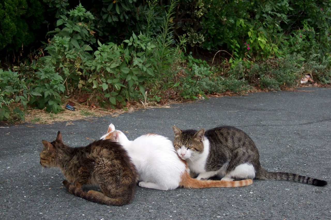3匹の猫