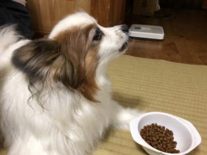 吠えるパピ