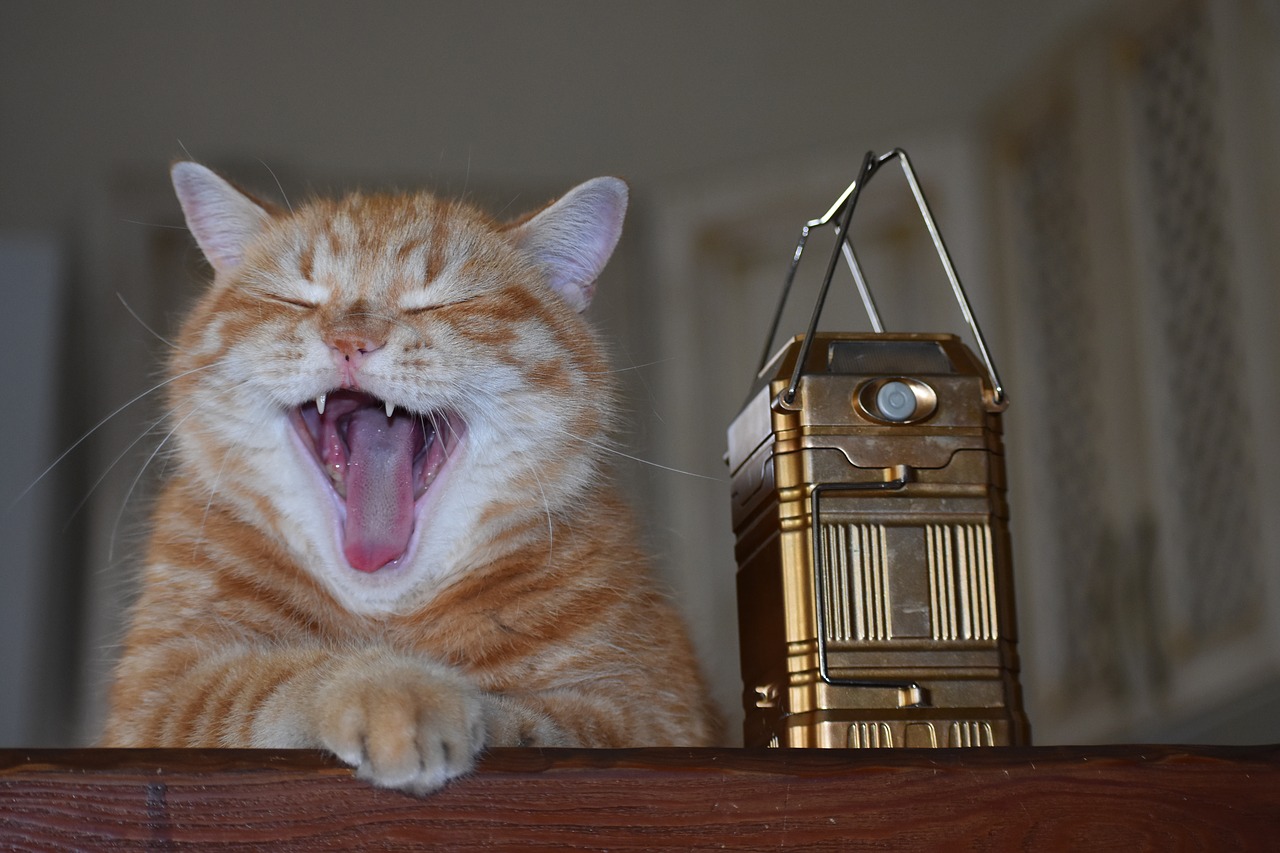 あくび猫