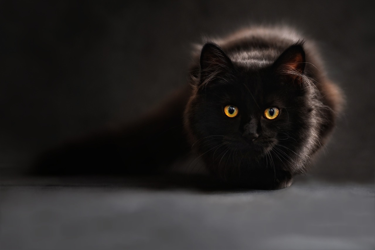 黒猫