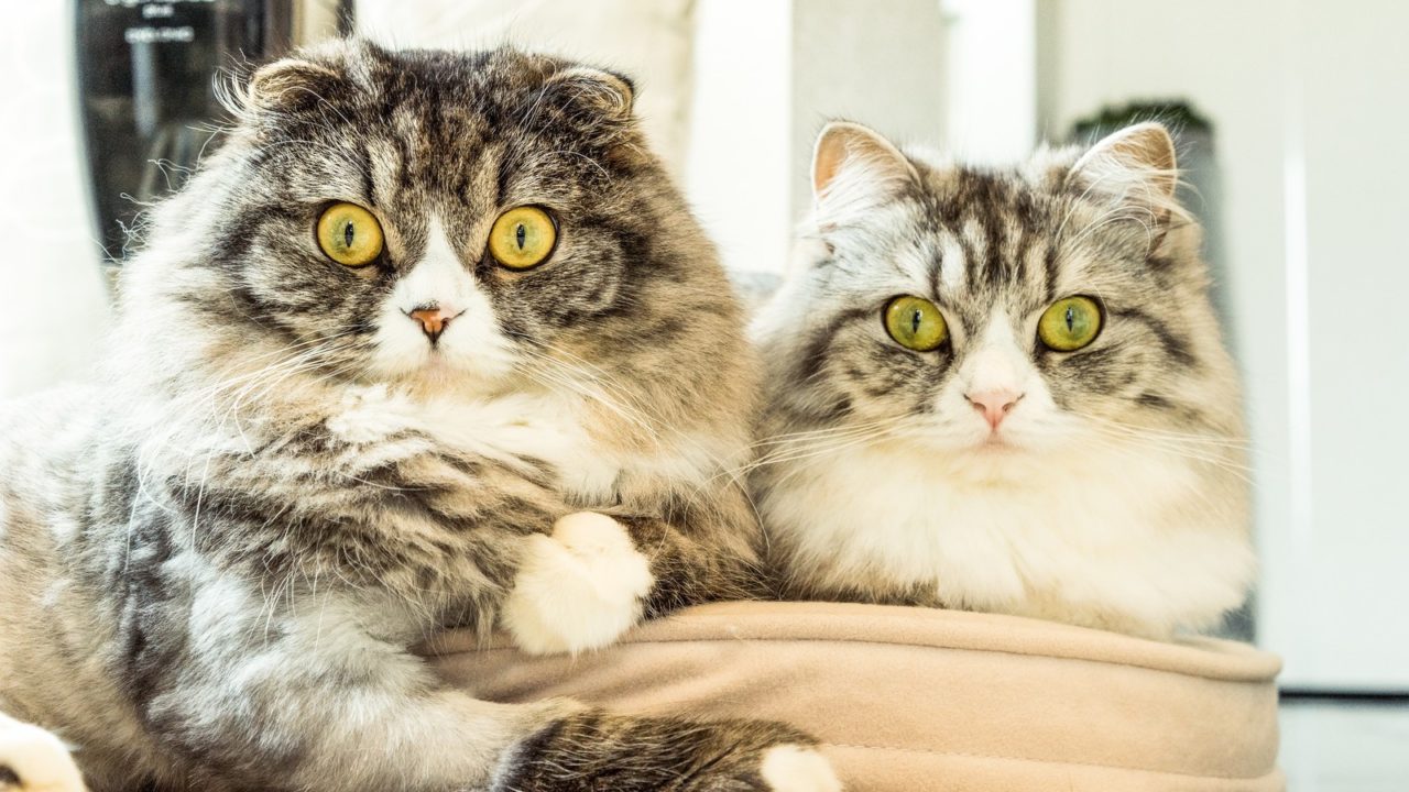 びっくりする猫