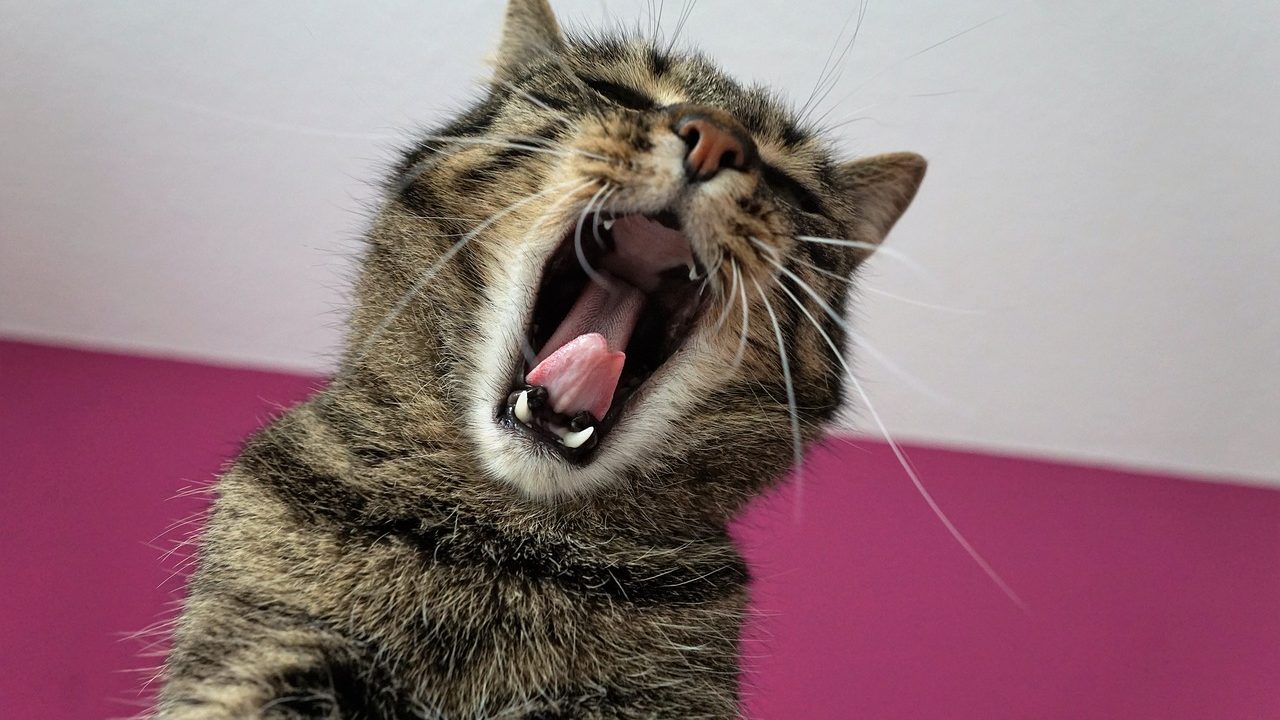 怒っている?猫