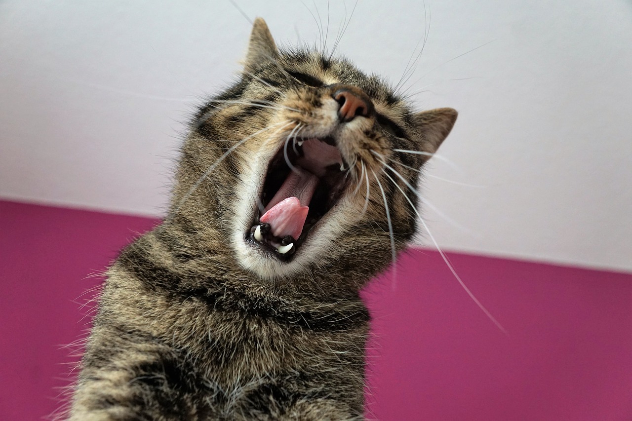 口を開ける猫