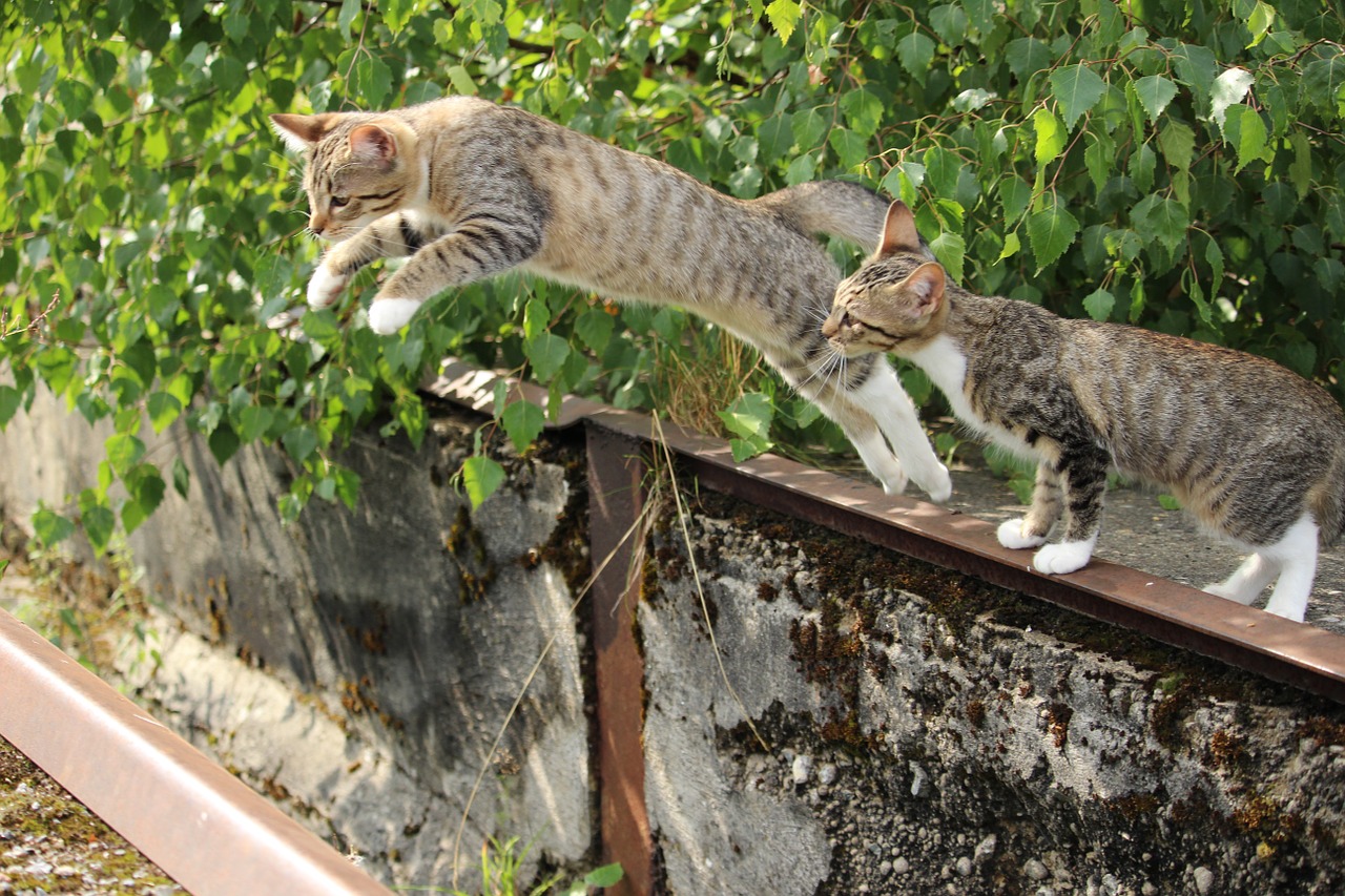 飛ぶ猫
