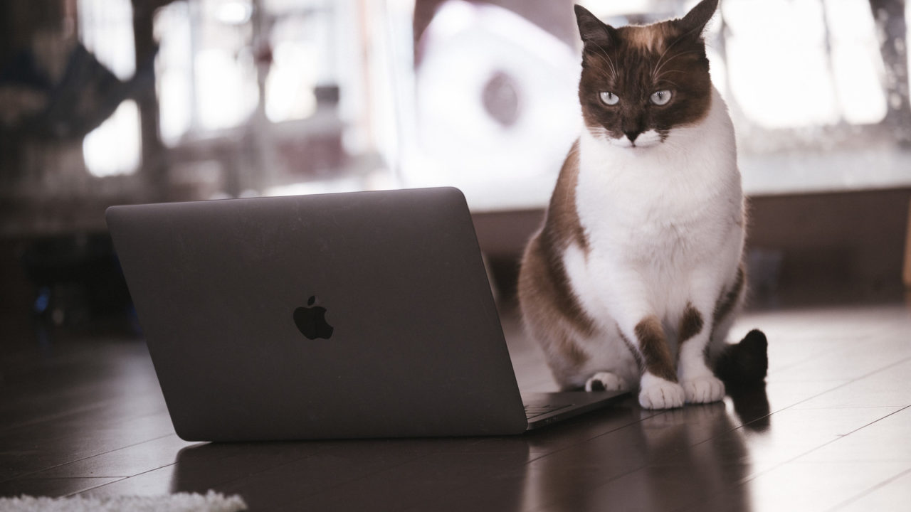 MacBookと猫
