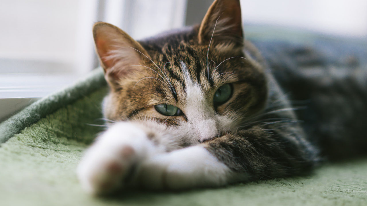 不機嫌な猫